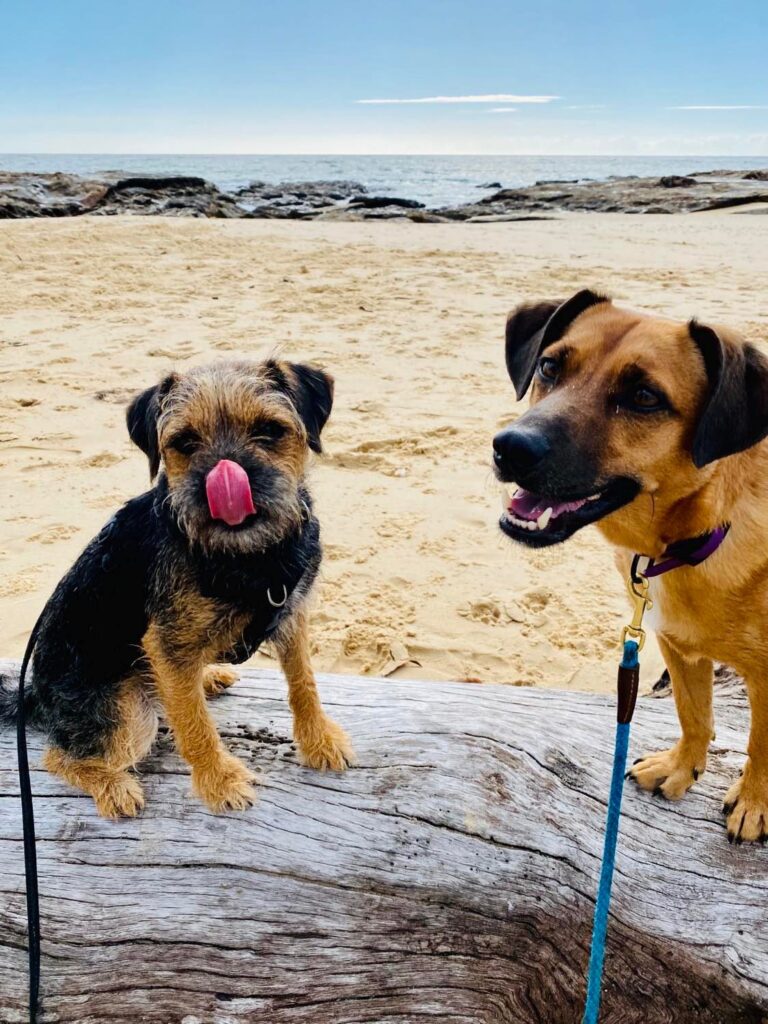 Two dogs training beside Coffs Harbour Jetty Beach