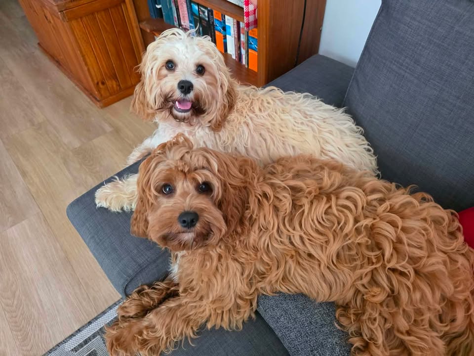 Betty and Gus, sibling Cavoodles, during training with The Operant Dog