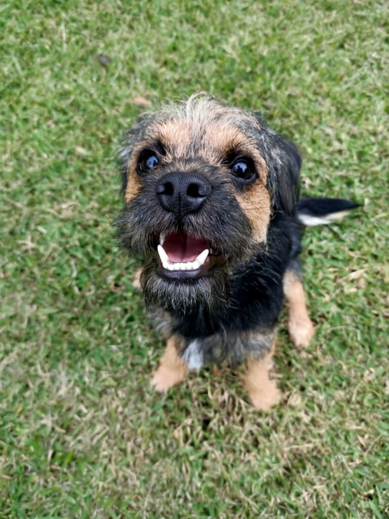 Dog training session for Urunga and Coffs Coast clients