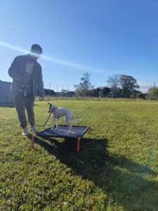 Ollie and Jasper Place Training in Group Dog Training Classes Coffs Harbour