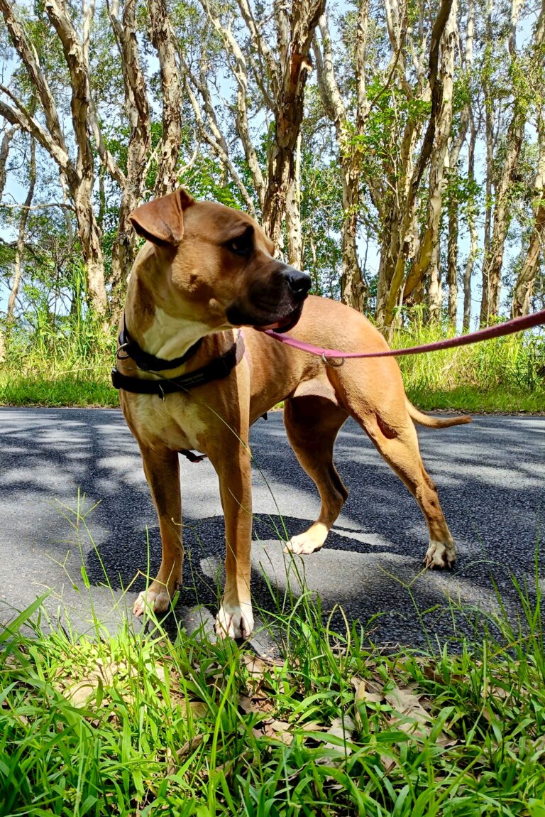Dog practising focus during Life Skills dog training in Coffs Harbour