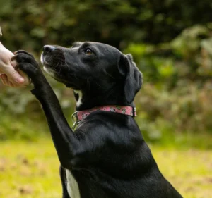 Tasha small black dog shaking mum in Coffs harbour Dog training