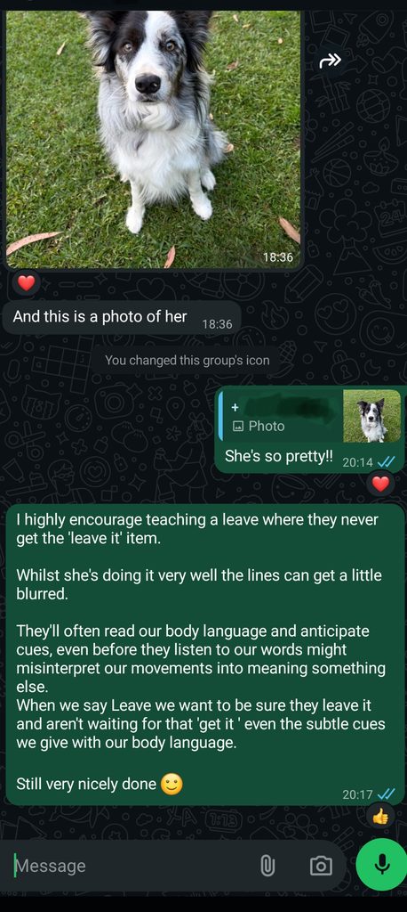 WhatsApp feedback provided between Life Skills classes about refining a Leave It exercise