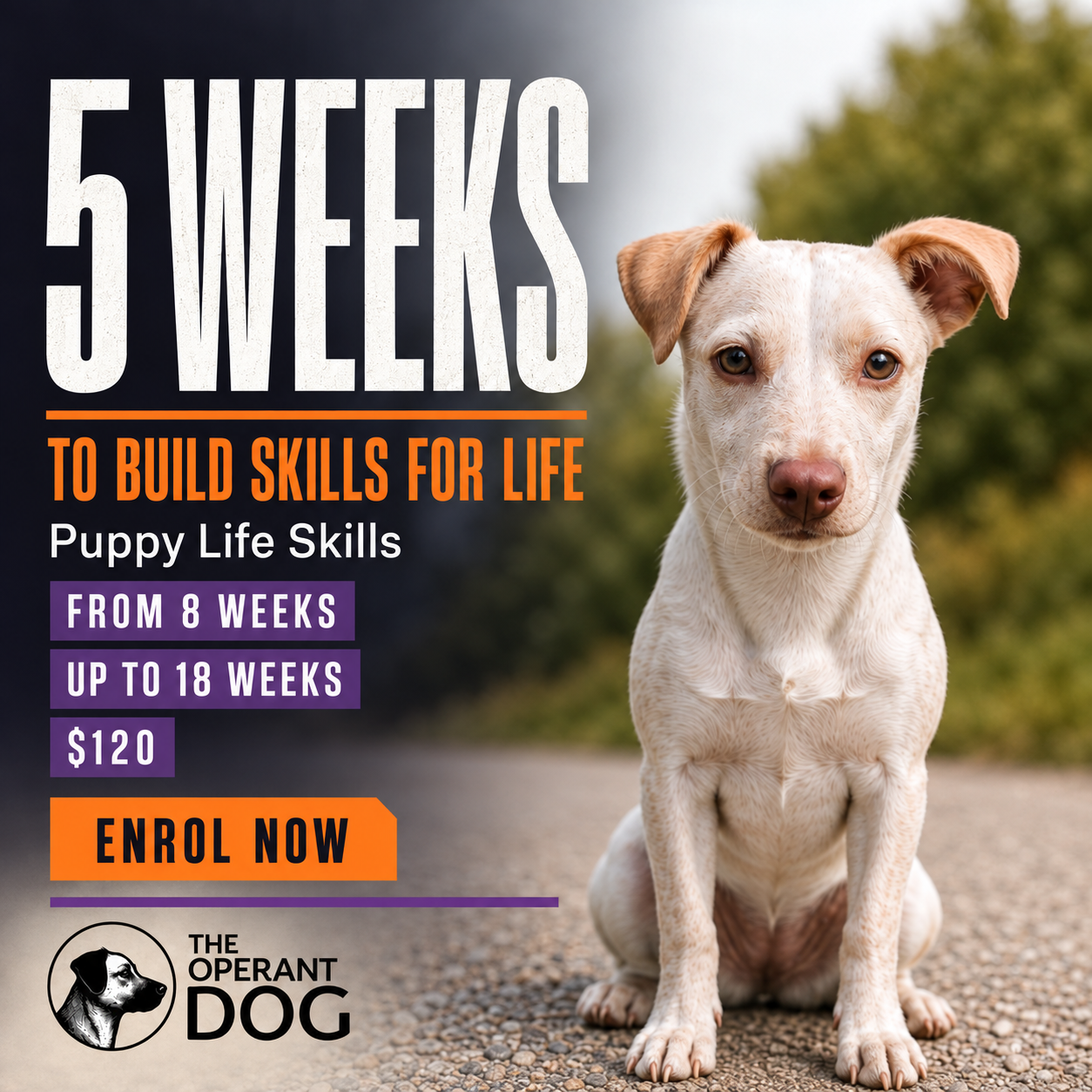 Puppy Life Skills five-week puppy school for puppies aged 8 to 18 weeks