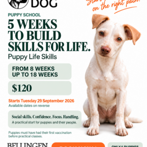Puppy School in Bellingen — Puppy Life Skills