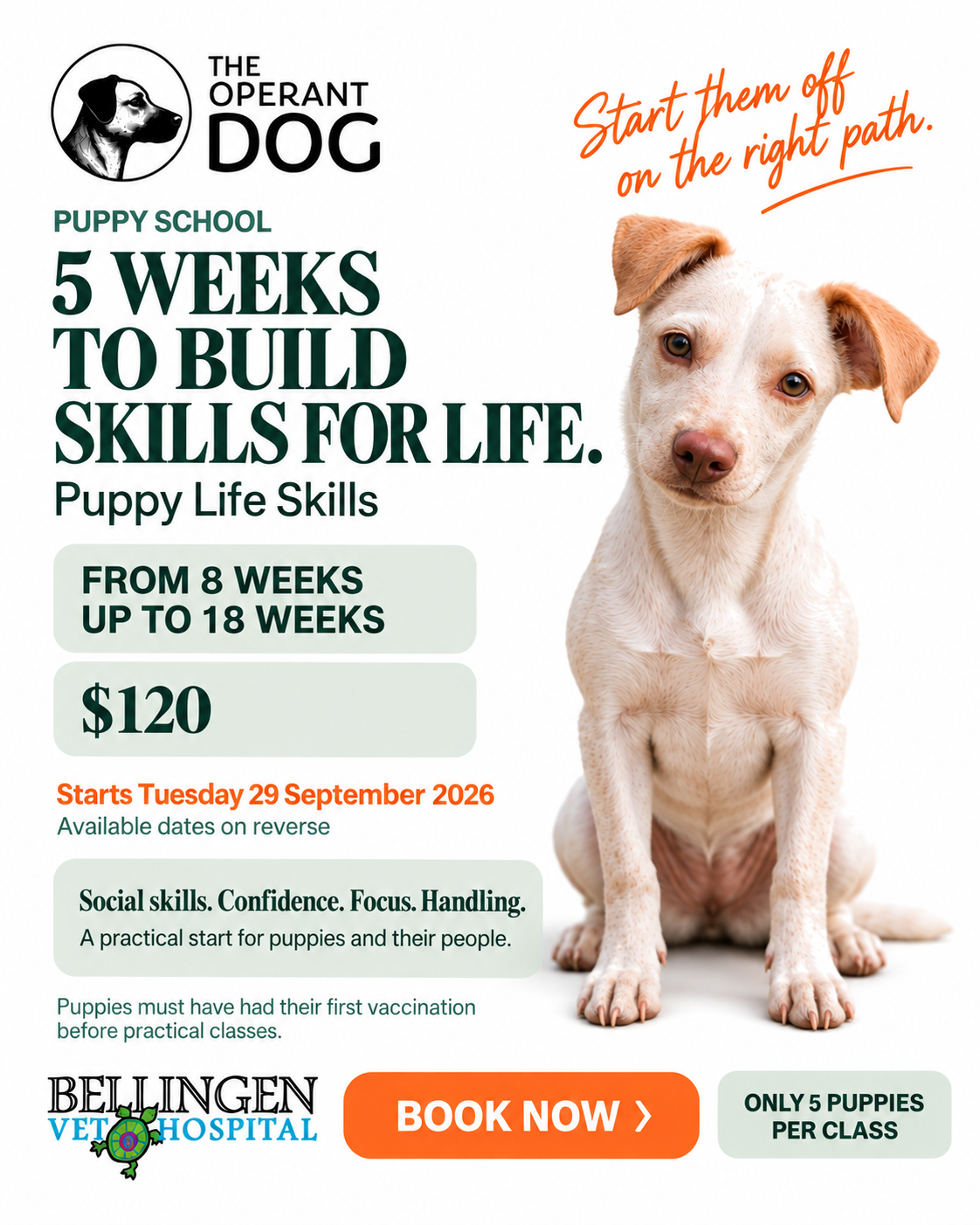 Puppy School in Bellingen — Puppy Life Skills - Image 2