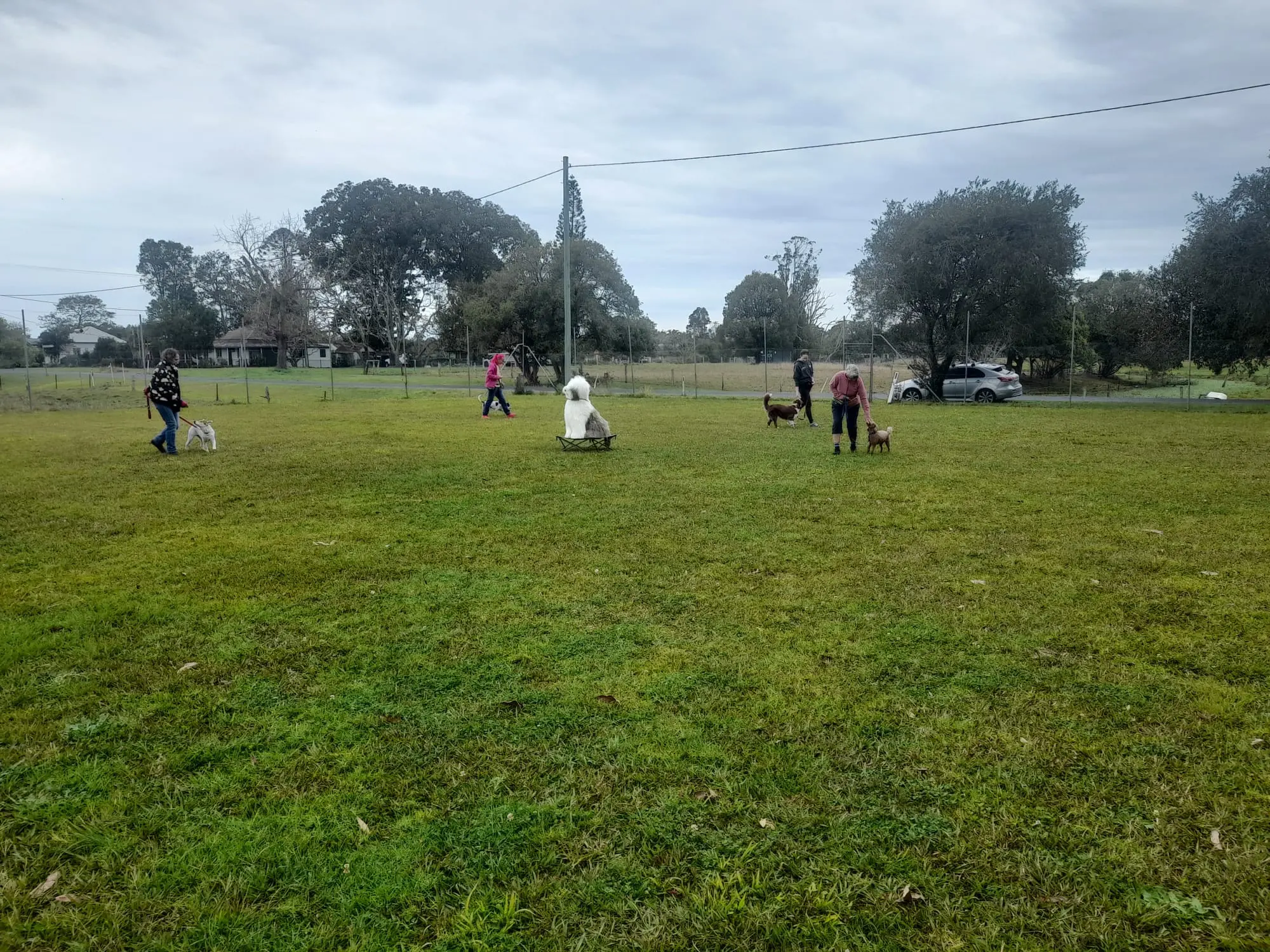 Handlers work with their dogs across a spacious grass training area.