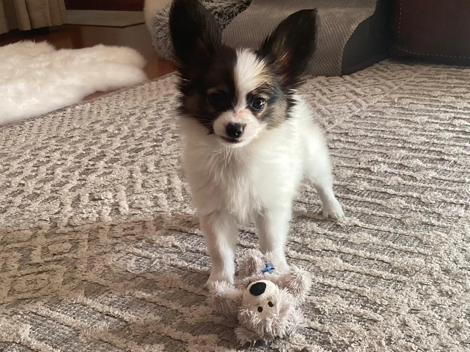A black-and-white puppy stands on a rug beside a soft toy.