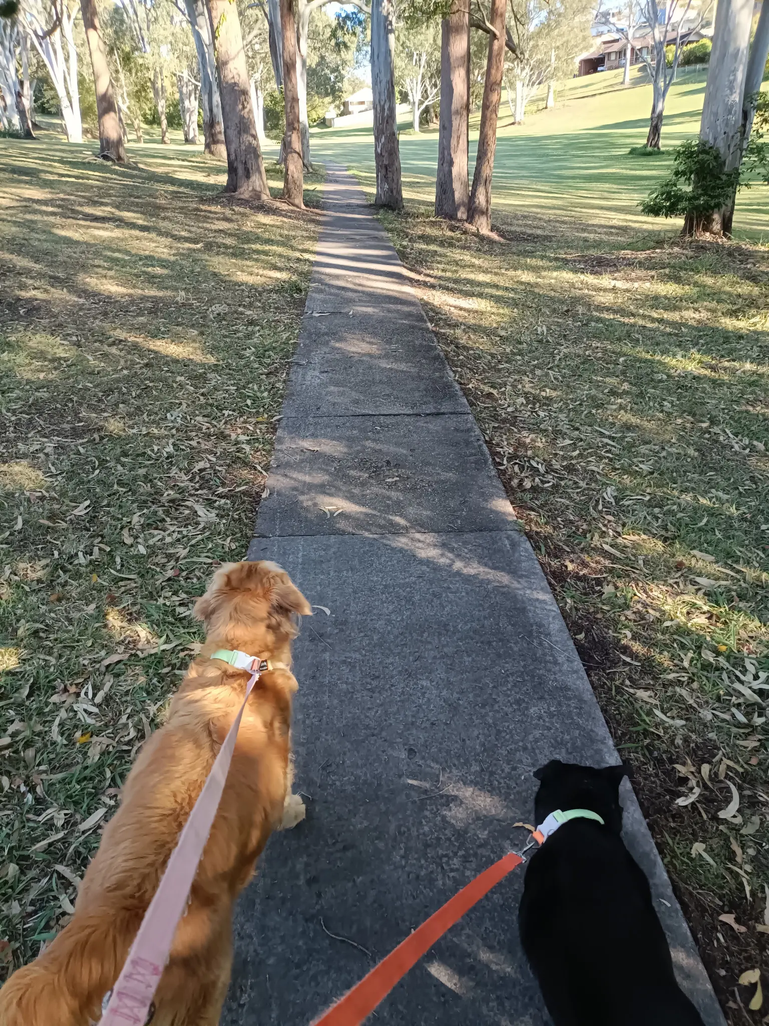 Two dogs on leads walk along a tree-lined park path.
