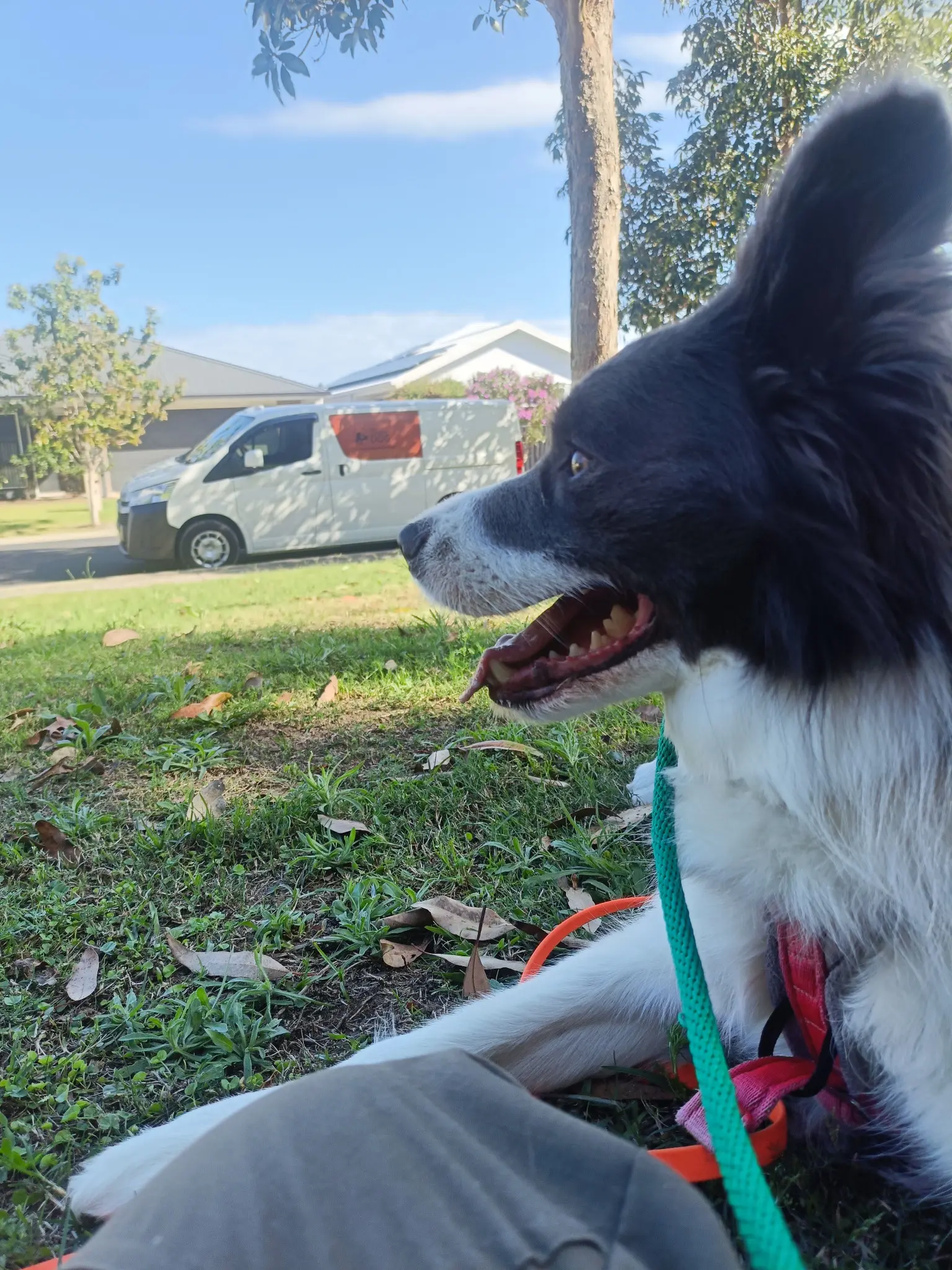 A black-and-white dog lies on grass beside a person’s knee.
