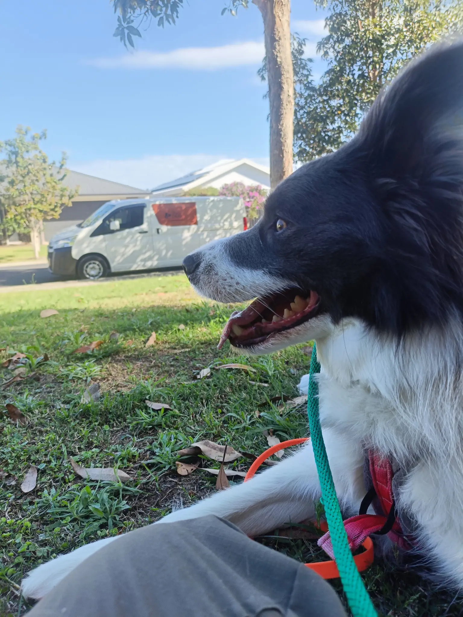 A black-and-white dog lies on grass with its harness and leads attached.
